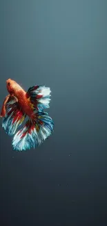 Vibrant Betta fish with colorful fins on a deep blue background.