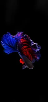 Colorful Betta fish with blue and red fins on a black background.