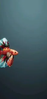 Colorful Betta fish on a teal backdrop