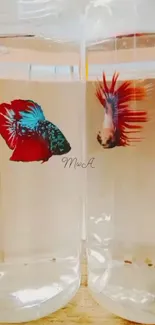 Two Betta fish in bowls with vibrant red and blue colors.