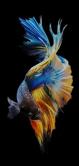 Vibrant Betta fish with colorful fins on a black background mobile wallpaper