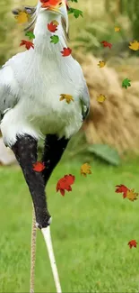 Secretary bird with colorful autumn leaves on a green field.