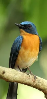 Vibrant blue and orange bird on a branch with a green background.