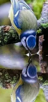 Colorful bird reflected in calm water mirror.