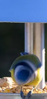 A small bird enjoying seeds at a feeder with a vivid blue backdrop.