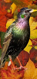 Vibrant bird among autumn leaves wallpaper.