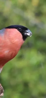 Vibrant bird perched on branch against green backdrop.