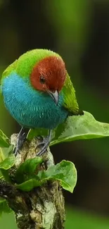 Vibrant bird with red head perched on green leaves in nature.