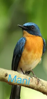 Vibrant blue and orange bird perched on a branch with a green background.