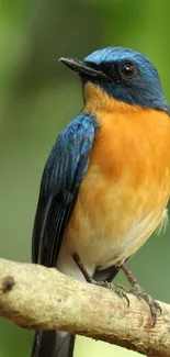 Vibrant blue and orange bird perched on a branch in a natural setting.