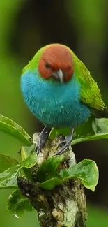 Vibrant bird perched on a lush green branch in nature.