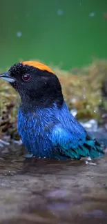 Colorful blue bird with orange crest in a natural setting.