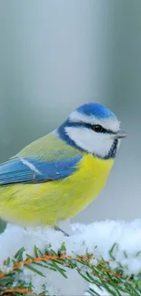 A blue tit bird perched on snowy branches.