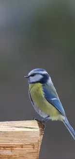 Vibrant bird perched on wooden post in nature.