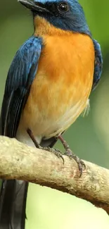 Colorful blue and orange bird on a branch, green background.