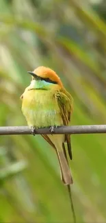 Colorful bird perched on a lush green branch.