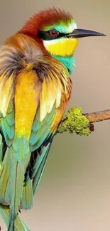 Beautiful colorful bird perched on a branch.