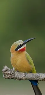 Bird sitting on a branch with green background.
