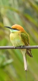 Colorful bird perched on a wire amidst green background.