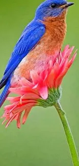 Colorful bluebird perched on a pink flower against a green background.