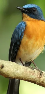 Vibrant blue and orange bird perched on a branch, perfect for mobile wallpaper.