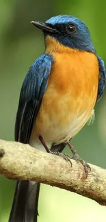 Blue and orange bird sitting on a branch with green background.