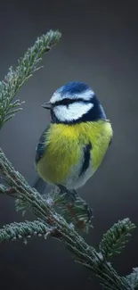 A vibrant bird perched on a frosty branch, set against a soothing grey background.