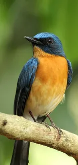 Colorful bird perched on a branch with vibrant blue and orange plumage.