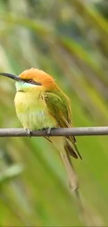 A colorful bird perched on a branch with a vibrant green background.