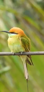 Vibrant bird perched on branch in nature.