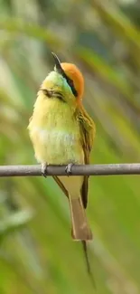 Vibrant bird with green plumage perched on a branch against natural background.