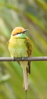 Colorful bird perched on a branch in a green setting.