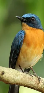 Vibrant blue and orange bird perched on a branch.