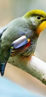 Vibrant bird resting on a natural branch.