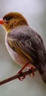 Vibrant bird perched on a branch in nature.