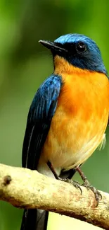 Colorful bird with blue and orange feathers perched on a tree branch.