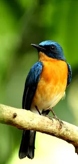 Blue and orange bird perched on branch with green background.