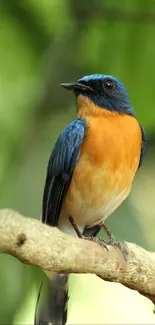 A colorful bird perched on a branch with a green blurred background.