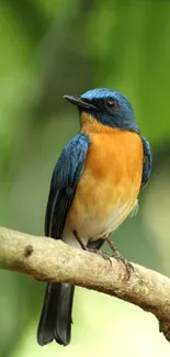 Colorful bird perched on branch with green background.