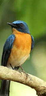 Colorful bird perched on a branch with green background.