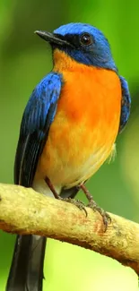 A vibrant blue and orange bird perched on a branch with lush green background.