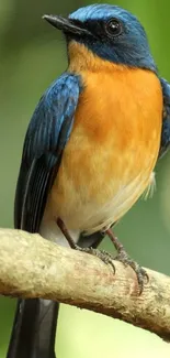 Colorful bird perched on a branch in nature.