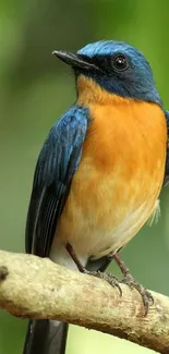 Colorful bird perched on a branch with a green background.