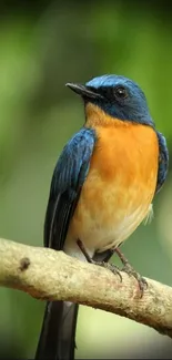 Beautiful blue and orange bird resting on a branch in nature.