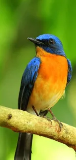 Vibrant bird perched on branch with green background.