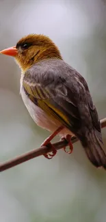 Vibrant bird perched on a branch amidst a nature background.