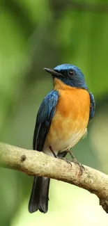 A vibrant bird with blue and orange feathers perched on a branch.