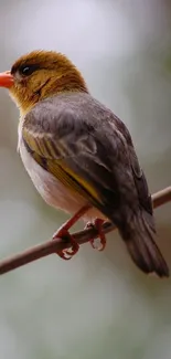 Colorful bird perched on a branch with a blurred nature background.