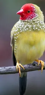 Colorful bird perched on a branch, with vibrant plumage, on a black background.