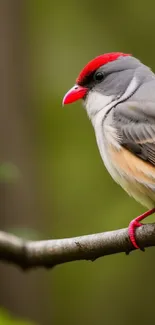 Vibrant bird with red plumage perched on a branch against a green background.